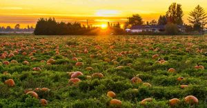 Pumpkin Patch Things To Do On Long Island with Your Local Kids